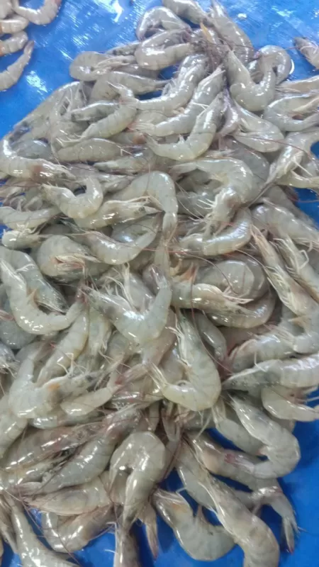 Udang kecil